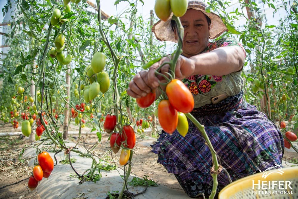 Marta Chavez tomaten landbouw, Impact Heifer Nederland