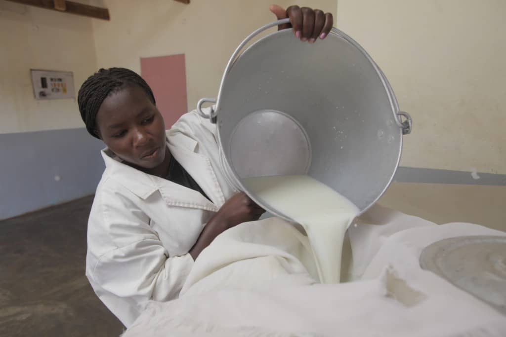 Impact Capital Malawi Judith Milk Heifer Nederland
